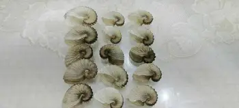 1pc Argonauta hians 5-9cm shell reti shell Nautilus pompilius Dabas Čaulas Gliemene Vidusjūras